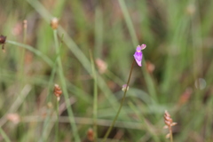 Utricularia caerulea